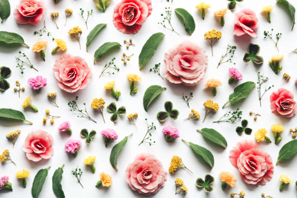 istock Colorful Flowers On White Background 1079526988