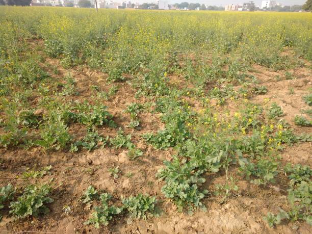 istock Mustard plants in field 1079532478