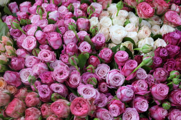 istock beautiful pink roses 1079532704