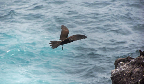 istock a black bird in the air 1079539628
