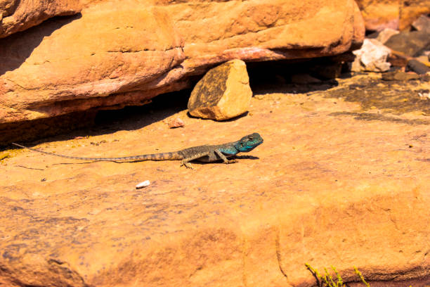 istock Amazing reptile of Colored Canyon in Egypt 1079541476