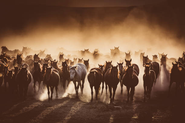 Herd of Wild Horses Running in Dust Herd of Wild Horses Running in Dust kayseri TURKEY mustang wild horse photos stock pictures, royalty-free photos & images