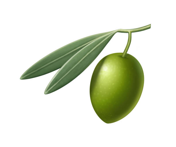 녹색 올리브와 잎 그림 - calamata olive stock illustrations