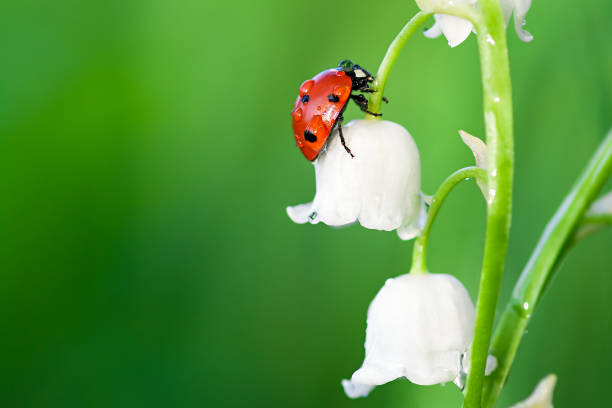marienkäfer sitzt auf einer blume ein maiglöckchen - ladybug nature spring drop stock-fotos und bilder