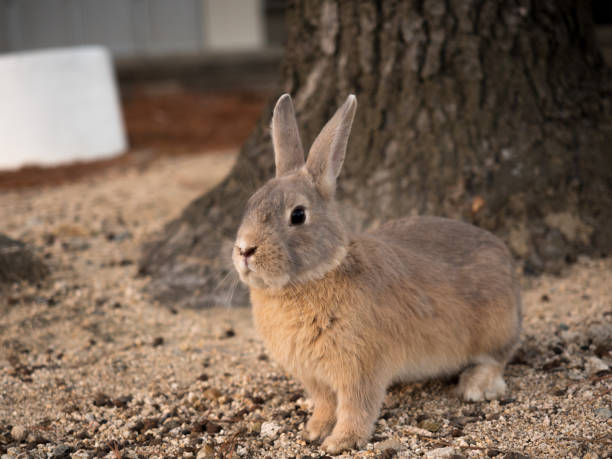 Rabbit at rabbit island, japan stock photo