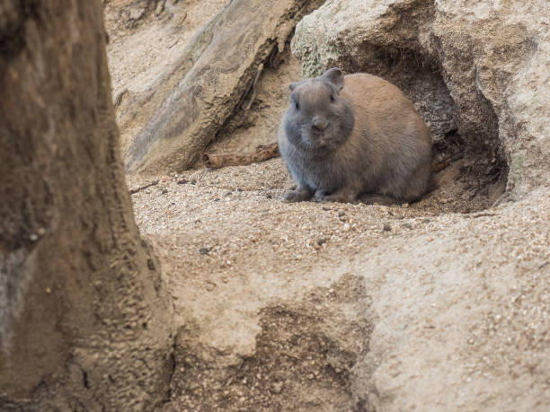 Rabbit at rabbit island, japan stock photo