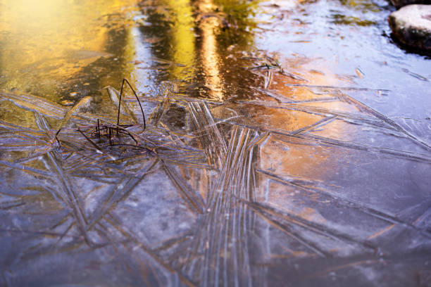 istock Frozen plants in a pond in the winter 1079558958