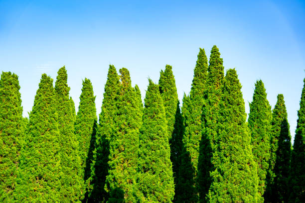 istock Pine forest on hills nature on blue sky or azure sky on day time 1079560466