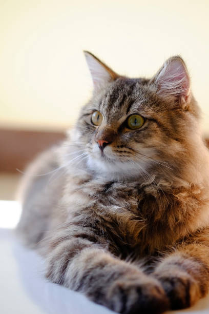 istock Cat pet portrait with selective focus. 1079560872