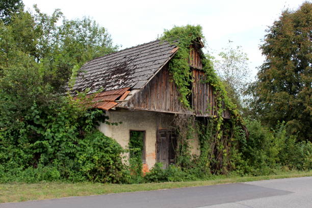 istock Abandoned old wooden house with broken doors and windows completely overgrown with crawler plants and other forest vegetation 1079561106