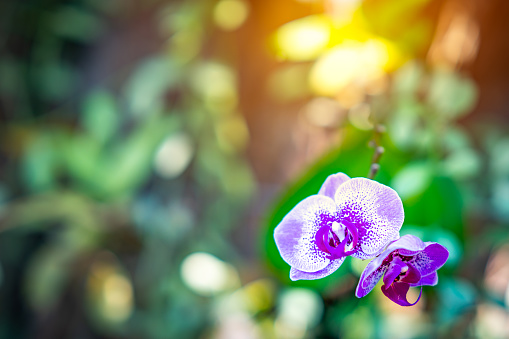 Purple orchids purple flowers on beautiful light morning sunrise