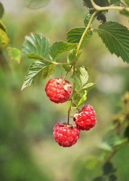 istock Ripe raspberry berries on a branch in the garden. 1079570438