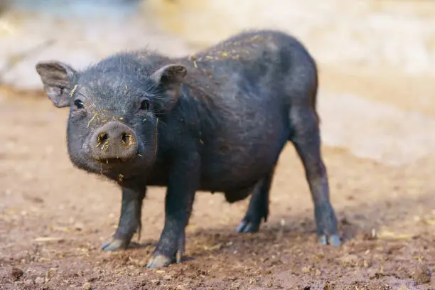 Photo of Black spanish pig