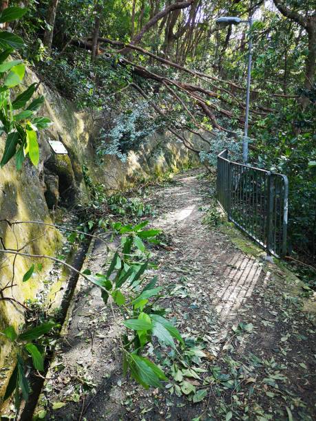 istock Fallen trees after typhoon Mangkhut impact, Victoria Peak, Hong Kong 1079580716