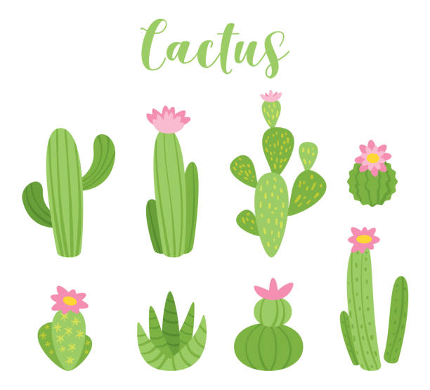 Cute cactus vector illustration Cute cactus vector illustration for any purposes. Green plant design, isolated on white background. cactus stock illustrations