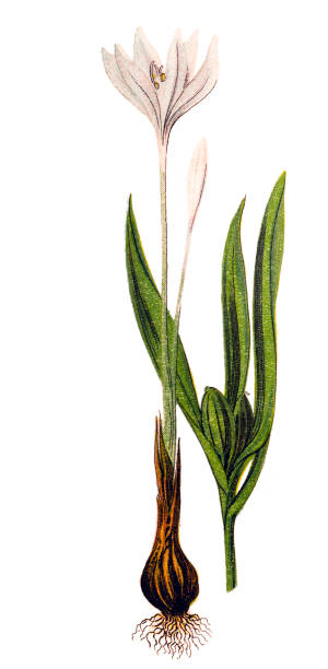 colchicum autumnale, běžně známý jako podzimní šafrán, luční šafrán nebo nahé dámy - ocún-jesenní stock ilustrace