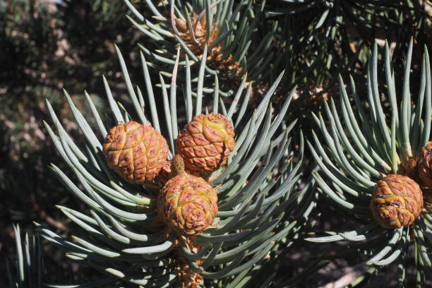 istock Ancient Bristlecone Pine Forest, California, USA 1079600398