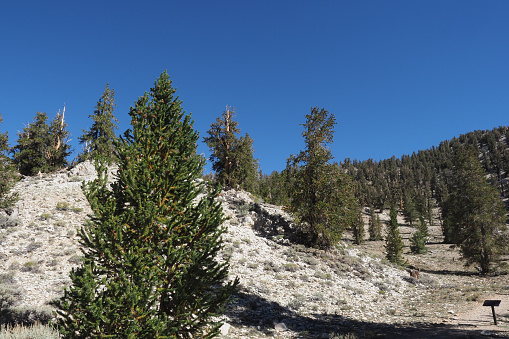 Ancient Bristlecone Pine Forest, California, USA is a protected area in Inyo National Forest. There are growing thousands of year old bristlecone pines.