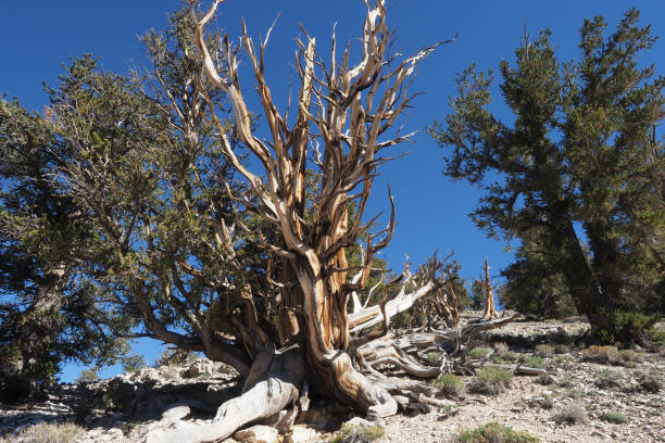 istock Ancient Bristlecone Pine Forest, California, USA 1079602752