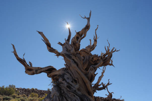 istock Ancient Bristlecone Pine Forest, California, USA 1079603594