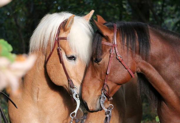 Two beautiful horses are feeding on grass in farm, rural scene.\nSölden - Germany.