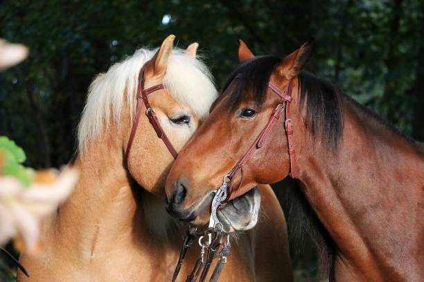 istock cuddling and kissing horses 1079608192