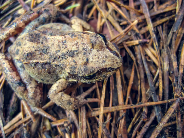 istock Little frog in the forest 1079610802