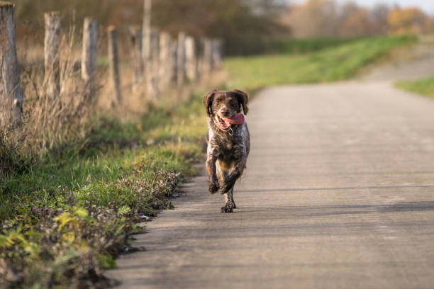 pequeno munsterlander cachorro correndo em direção de fotógrafo com língua de fora - small munsterlander - fotografias e filmes do acervo