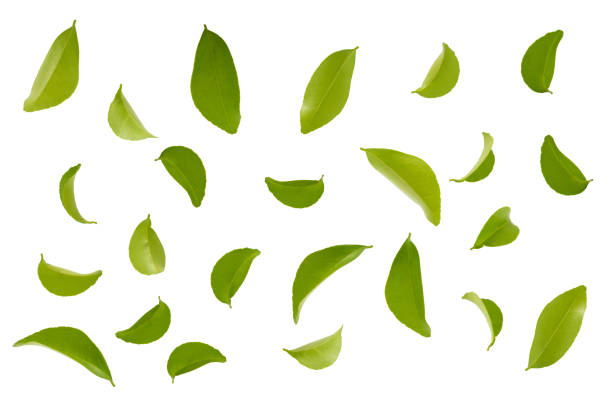 istock fly green leaves isolated on white 1079621142