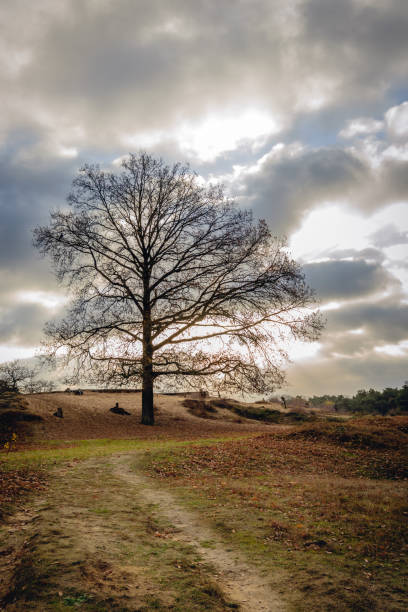 istock Tree silhouette with bare branches on the slope of a small hill 1079623522