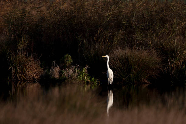 grote zilverreiger, Casmerodius albus, Silberreiher, Great White Egret fouragerende witte zilverreiger, foraging great white egret jagen stock pictures, royalty-free photos & images