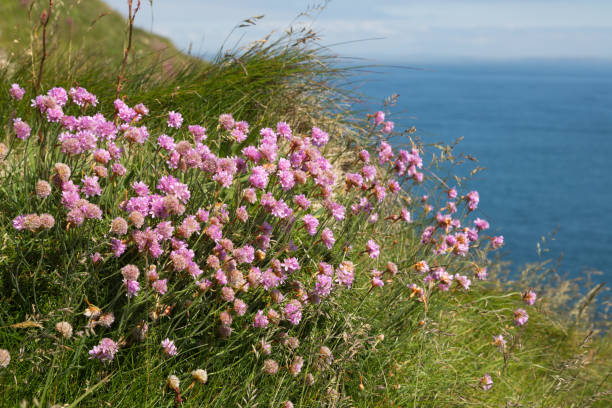 istock Flowers at Duncansby Head, Scotland 1079639218