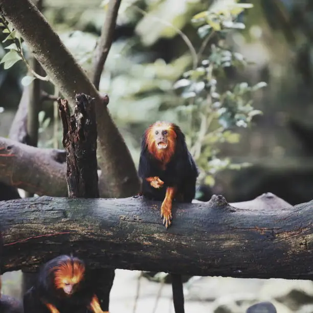 Photo of Golden tamarin monkey in the wild