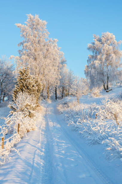 木に霜と雪に覆われた冬の風景の未舗装の道路 - 18801 ストックフォトと画像