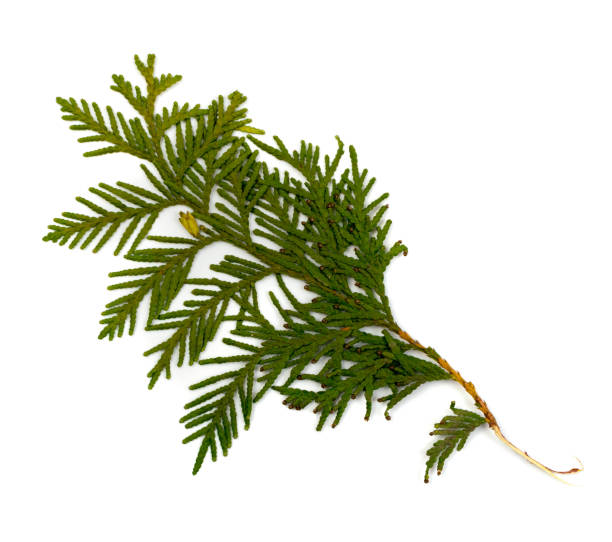 istock Dry Flat Thuja Sprig Isolated on White Background 1079640238
