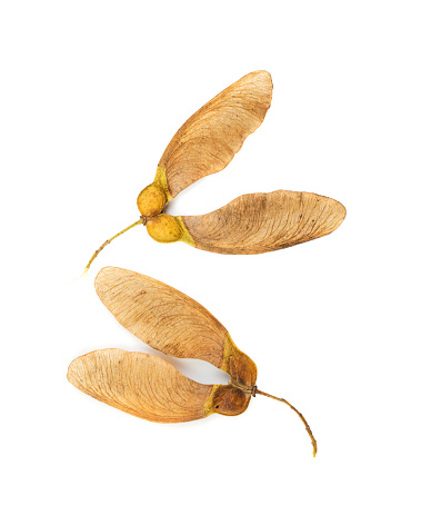 Dry maple tree seeds isolated on white background. Brown dried sycamore seeds top view