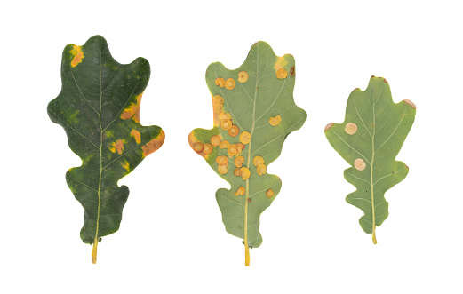 Macro photo of tree pests larvae or galls on oak leaves isolated on white background.