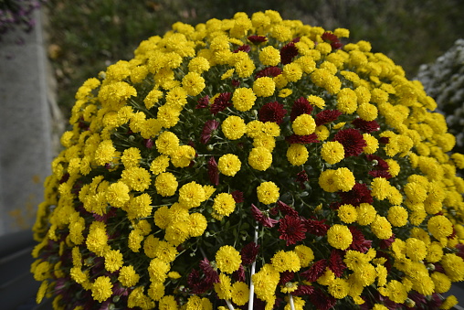 Bunch of  Chrysanthemums (Chrysanthemum indicum) in the flowerpot