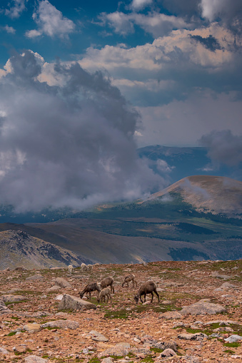 Big Horn Sheep and Mountain Goats share a patch of the mountaintop with vegetation on Mount Evans in Colorado.  Image captured at nearly 14,000 feet in elevation in early autumn.