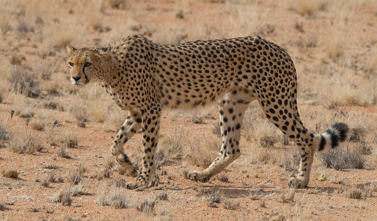 Cheetah in namibia