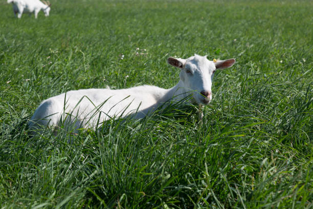 istock White goat grazing on a green meadow 1079647946