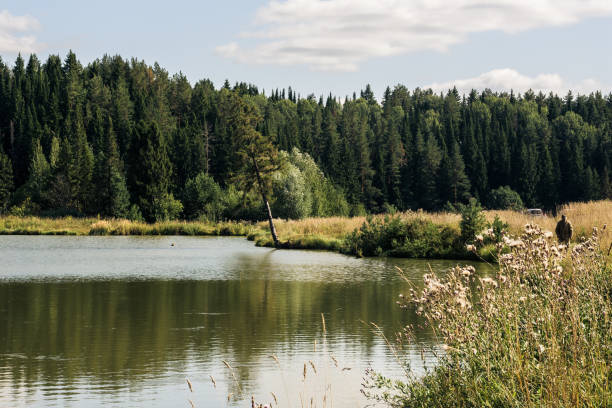istock Wild lake near the forest with pines 1079648056