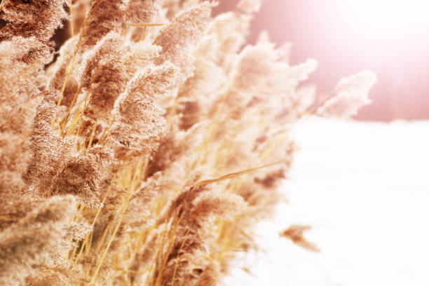 istock Dry blades of grass on snow blur forest background 1079648852