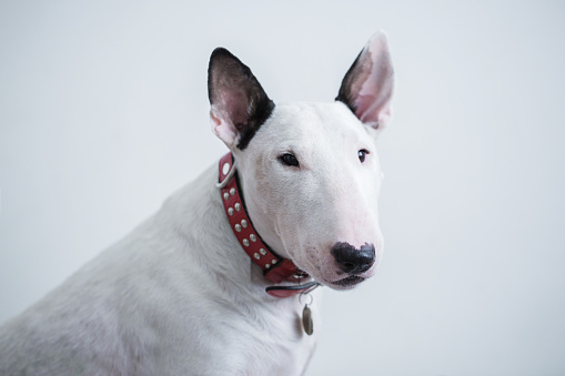 Cute white standard english bull terrier sits isolated on a white background and looks into the camera.