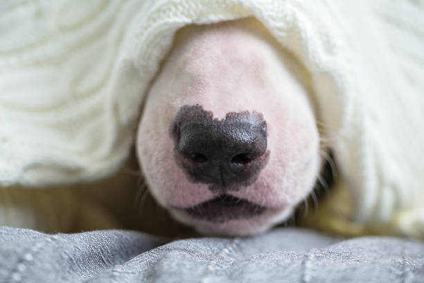 istock A cute white English bull terrier 1079652304