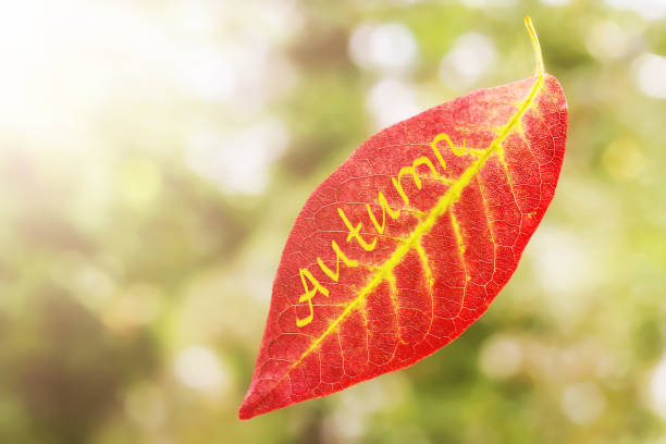 istock Red autumn leaf on natural background 1079655350