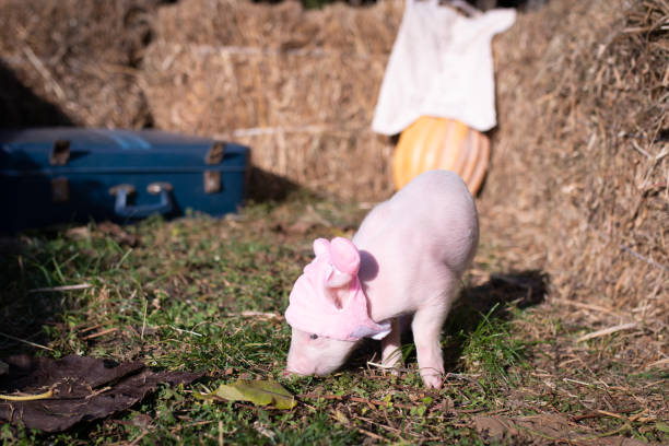 istock Lovely little pig 1079658452