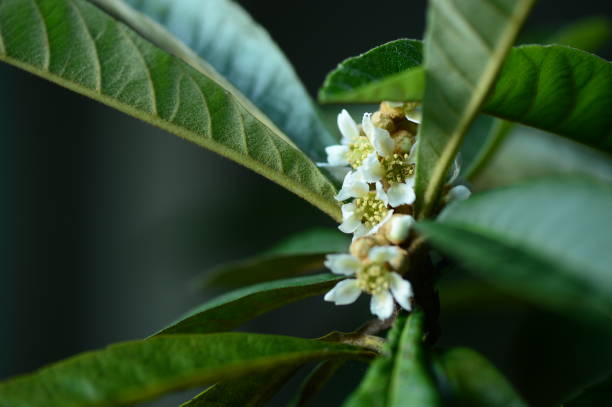 They are re-cultivated by fruit trees in the South. The pear-shaped yellow berries are edible. Glossy leaves are colorful and have a good texture.