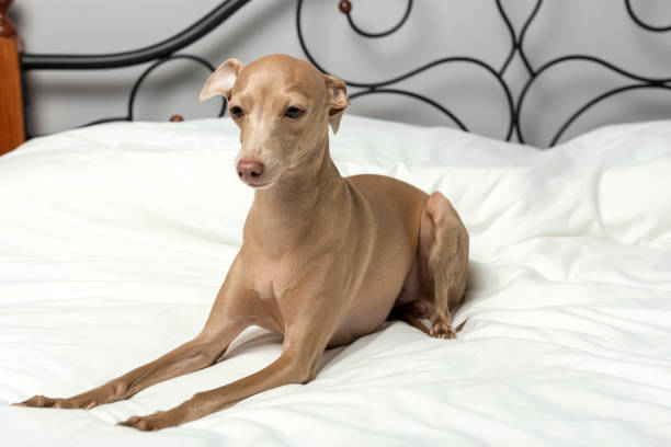 istock dog playing in bed 1079660172