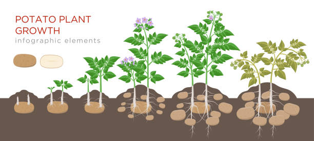 ilustraciones, imágenes clip art, dibujos animados e iconos de stock de patatas planta proceso creciente de semillas para hortalizas maduras en plantas aisladas sobre fondo blanco. etapas de crecimiento de papa, siembra de proceso, plantan de elementos de infografía del ciclo de vida en diseño plano. - raw potato isolated vegetable white background